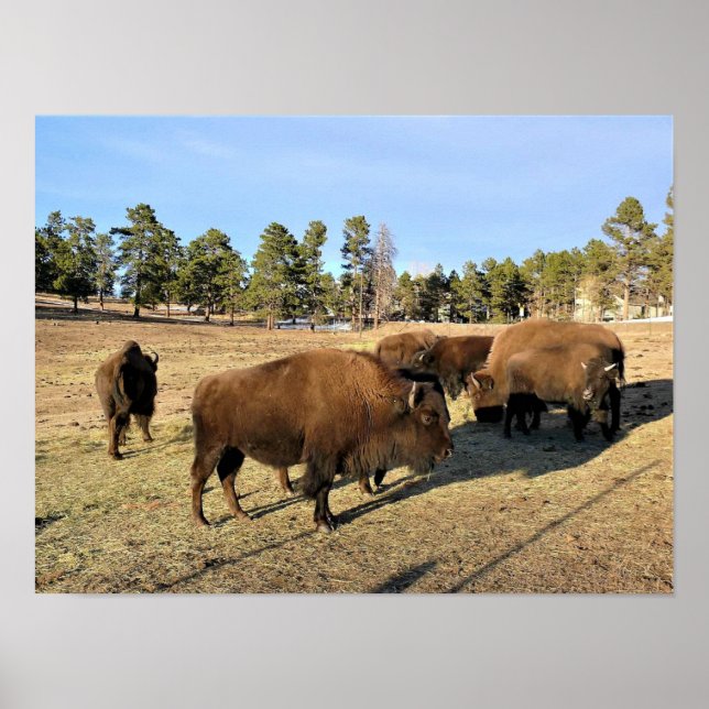 Bison in Colorado Poster (Front)