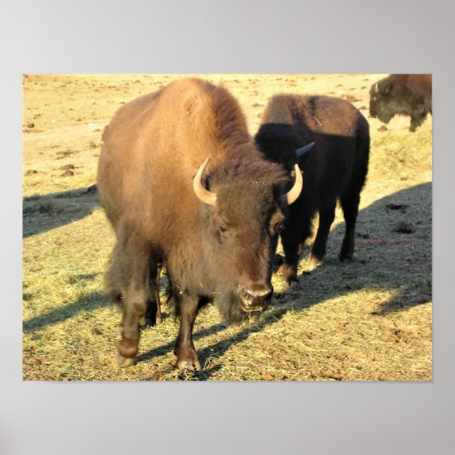 Bison in Colorado Poster (Front)