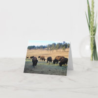 Bison in Colorado