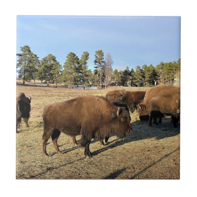 Bison in Colorado Tile (Front)