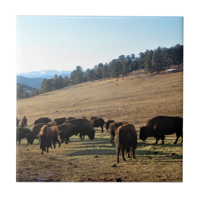 Bison in Colorado Tile (Front)