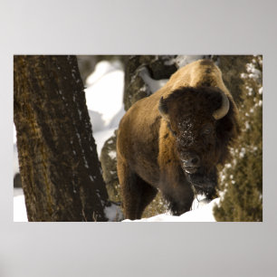 Bison in Lamar Valley Yellowstone National Park Poster