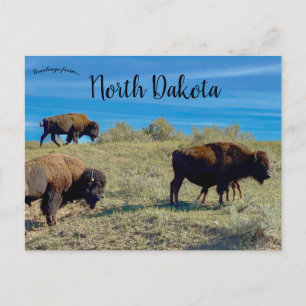 Bison in North Dakota Postcard