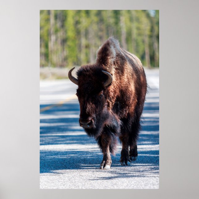 Bison in roadway in Yellowstone National Park Poster (Front)