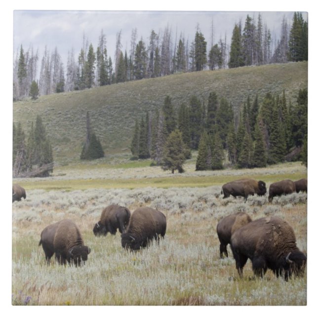 Bison in the Hayden Valley of Yellowstone Tile (Front)