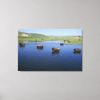 Bison In The Water With Numerous Cliff Swallows Canvas Print