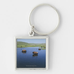 Bison In The Water With Numerous Cliff Swallows Key Ring