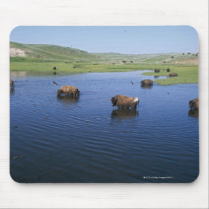 Bison In The Water With Numerous Cliff Swallows Mouse Pad
