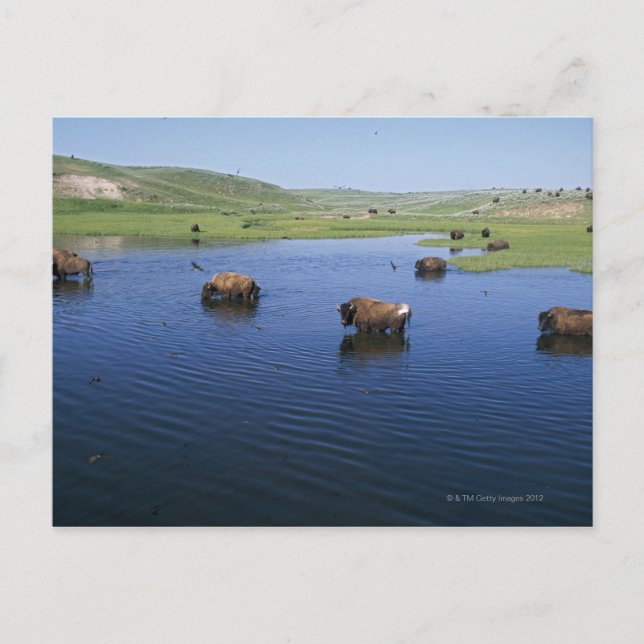 Bison In The Water With Numerous Cliff Swallows Postcard (Front)