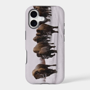 Bison in Winter