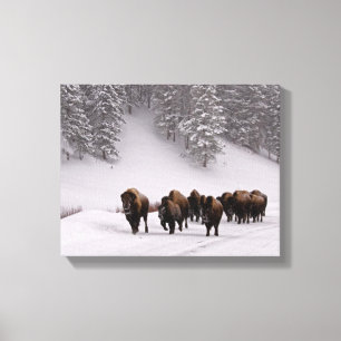 Bison in Winter Canvas Print