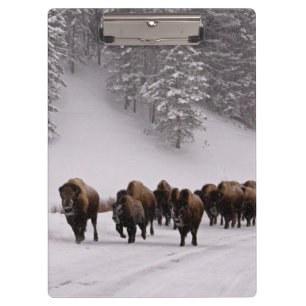 Bison in Winter Clipboard