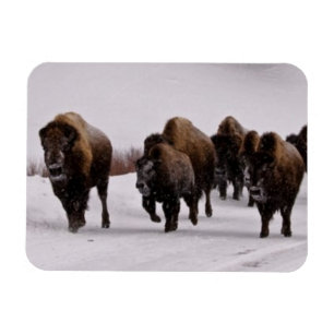 Bison in Winter Magnet