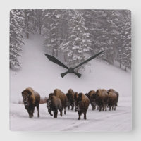 Bison in Winter