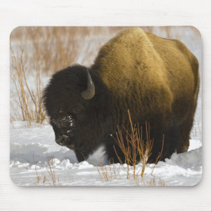 Bison in Winter Yellowstone National Park Mouse Pad