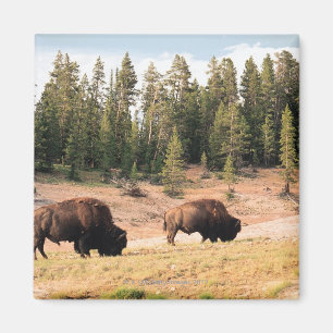 Bison in Yellowstone National Park , Wyoming Magnet