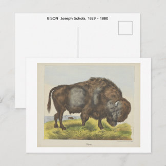 BISON  Joseph Scholz, 1829 - 1880   Postcard