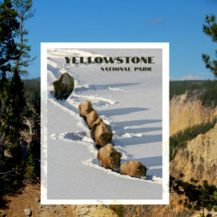 Bison Line Walking through Deep Snow, Yellowstone Postcard