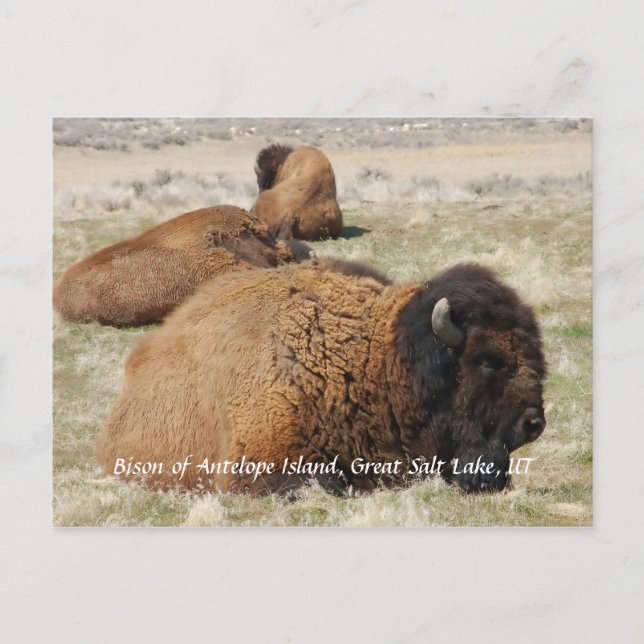 Bison of Antelope Island Postcard (Front)
