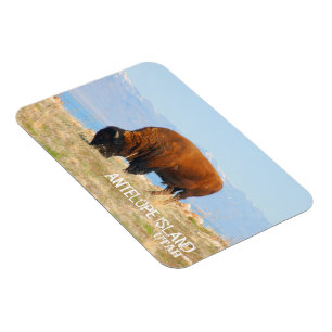 Bison of Antelope Island, Utah Magnet