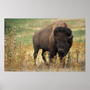 Bison photo poster