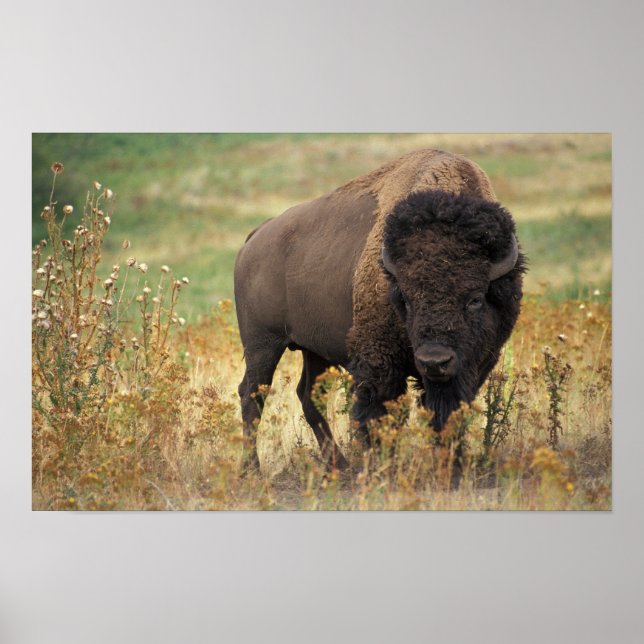 Bison photo poster (Front)