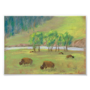Bison Photo Print