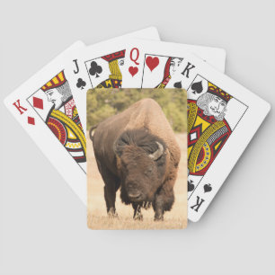 Bison Playing Cards
