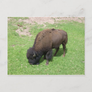 Bison Postcard