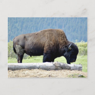 Bison Postcard