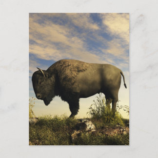 Bison Postcard