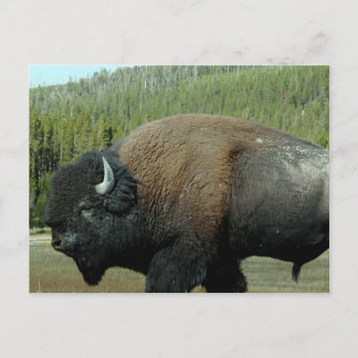 Bison Postcard