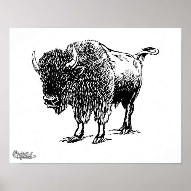 Bison Poster (Front)