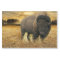 Bison Prairie