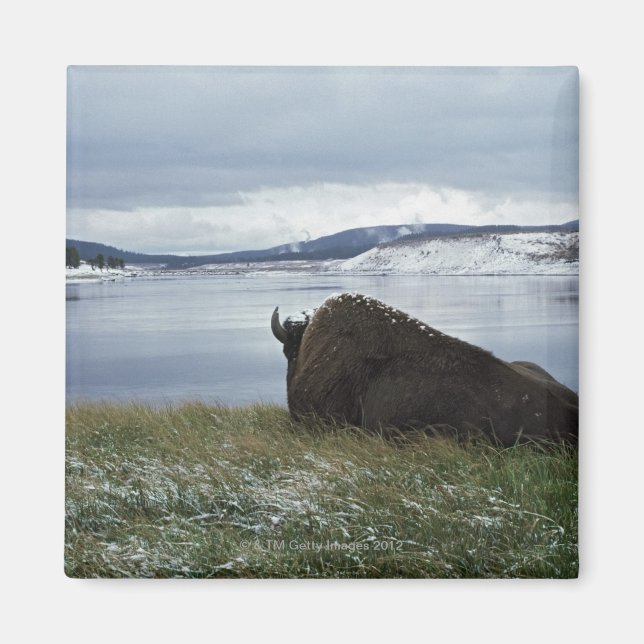 Bison Resting By Yellowstone River With Snow On Magnet (Front)