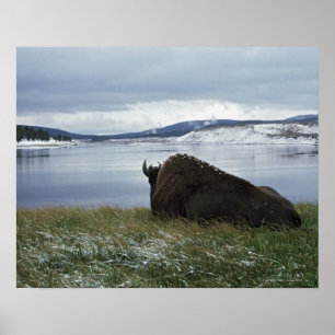 Bison Resting By Yellowstone River With Snow On Poster