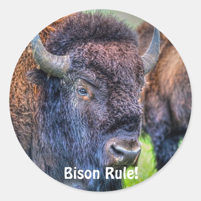 Bison Rule! Buffalo-Lover Art Stickers (Front)