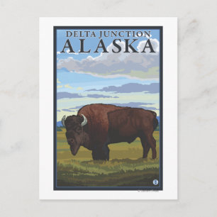 Bison Scene - Delta Junction, Alaska Postcard