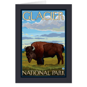 Bison Scene - Glacier National Park, MT