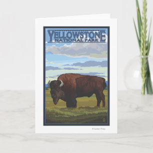 Bison Scene - Yellowstone National Park Card