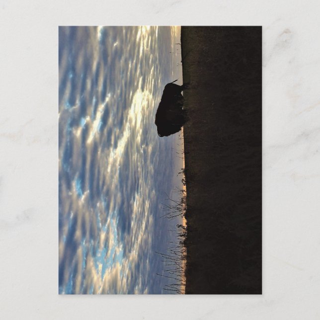 Bison Silhouette Postcard (Front)