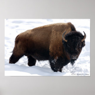 Bison Snow Poster