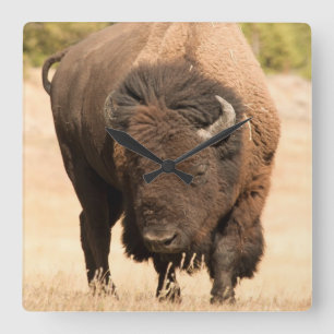 Bison Square Wall Clock