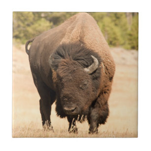 Bison Tile