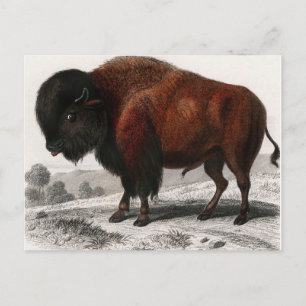 Bison vintage illustrated postcard