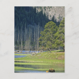 Bison with calf at Yellowstone National Park Postcard