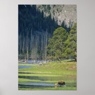 Bison with calf at Yellowstone National Park Poster