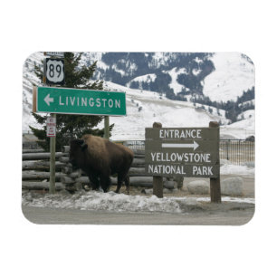 BIson, Yellowstone Entrance, Gardiner, MT Magnet