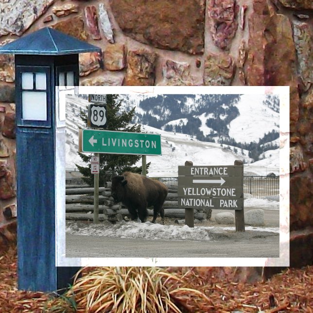 BIson, Yellowstone Entrance, Gardiner, MT Postcard (Creator Uploaded)