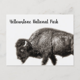 Bison Yellowstone National Park Postcard